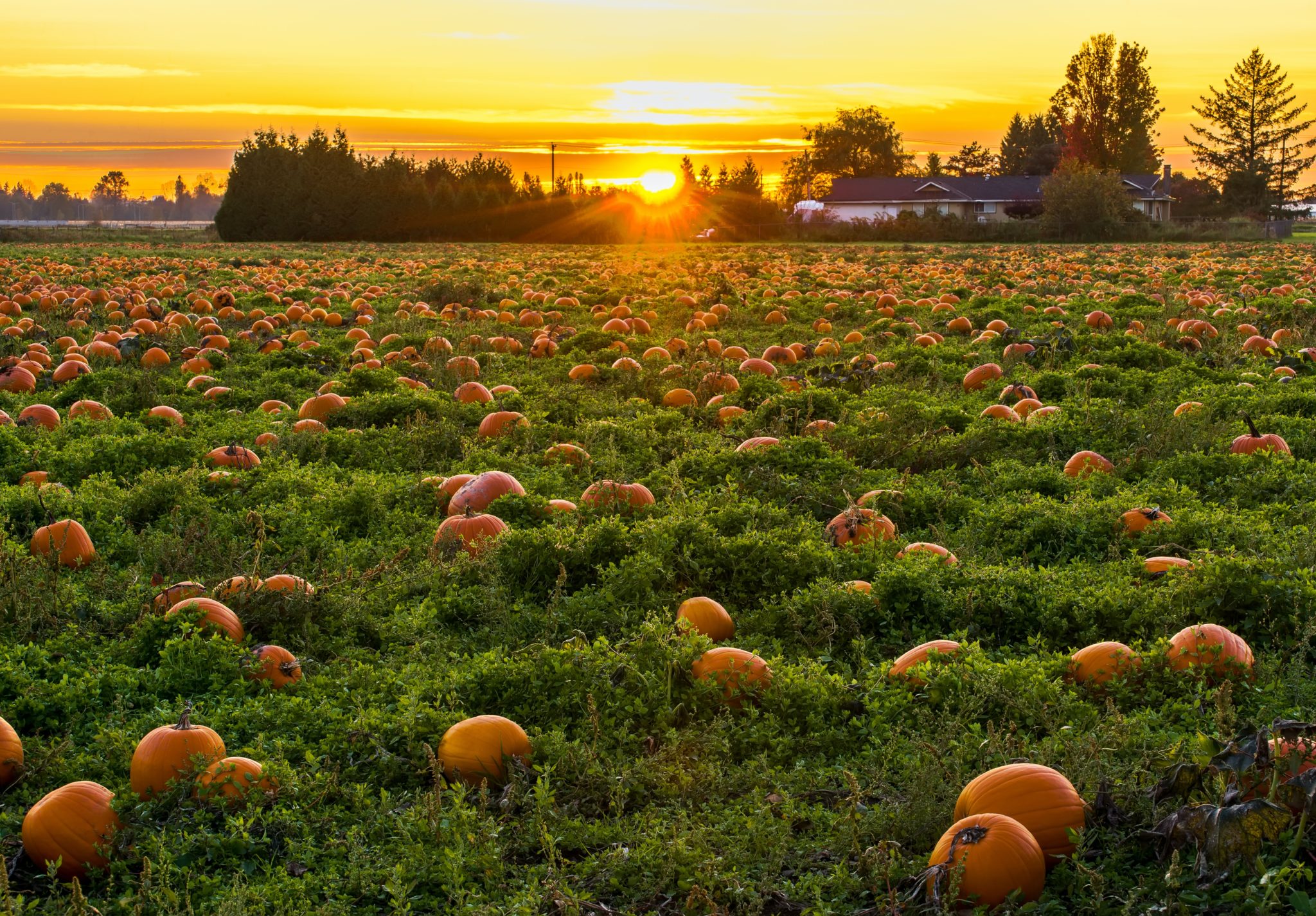 Halloween, fête d’origine païenne ?