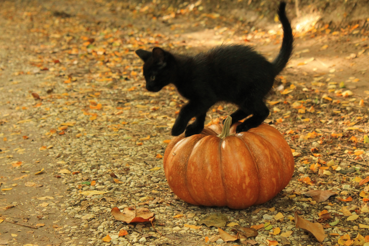 Quelles sont les superstitions liées à Halloween ?