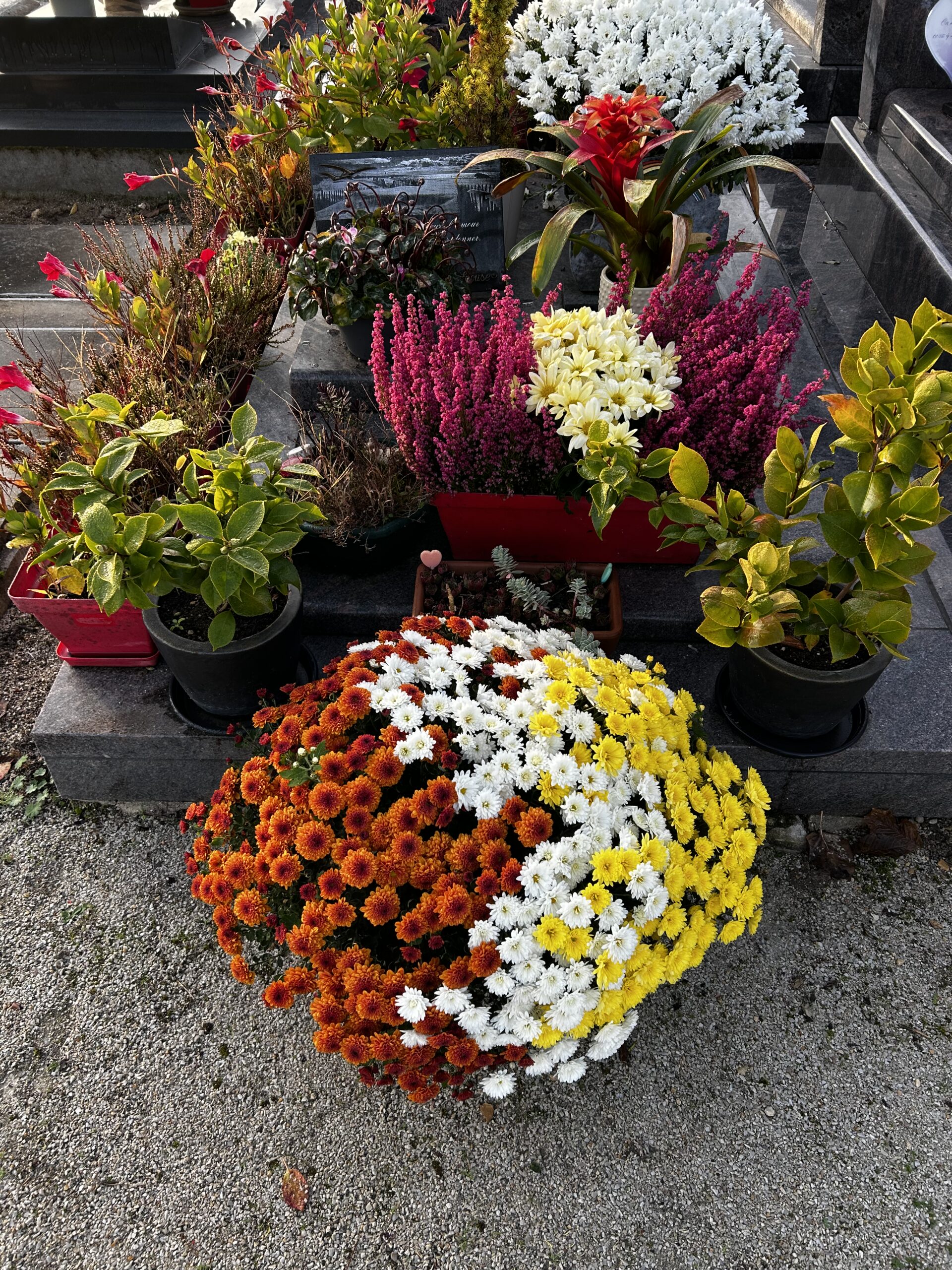 Composition de chrysanthèmes orange, blancs et jaunes devant une tombe entourée de plantes et de bruyères roses.